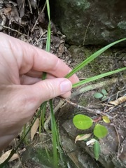 Cyperus tetraphyllus