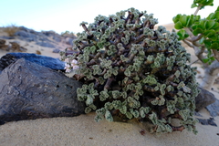 Pelargonium crassicaule