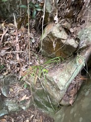 Cyperus tetraphyllus