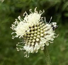 Dipsacus inermis
