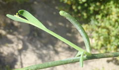 Heliophila linearis linearis