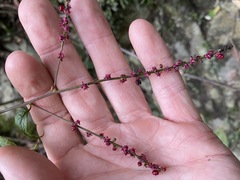 Deeringia amaranthoides