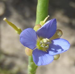 Heliophila linearis linearis