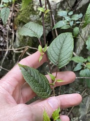 Deeringia amaranthoides