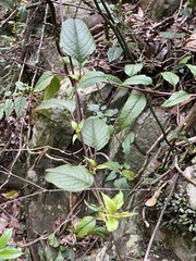 Deeringia amaranthoides