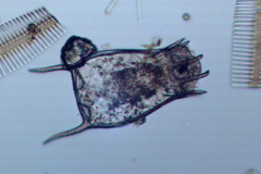 Brachionidae