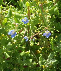Heliophila linearis linearis