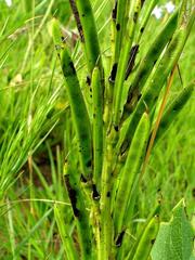 Argyrolobium robustum