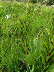 Argyrolobium robustum