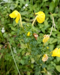 Pedicularis hoffmeisteri