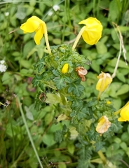 Pedicularis hoffmeisteri
