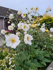 Eriocapitella × hybrida