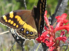 Aeropetes tulbaghia