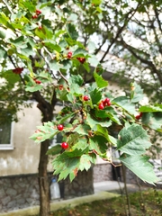 Crataegus