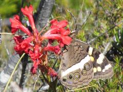 Aeropetes tulbaghia