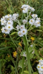 Anaphalis triplinervis