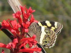 Aeropetes tulbaghia