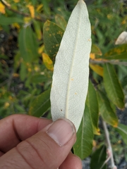 Salix alaxensis