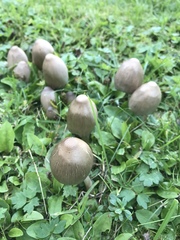 Coprinopsis acuminata