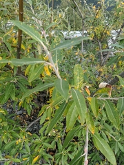 Salix alaxensis