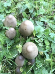 Coprinopsis acuminata