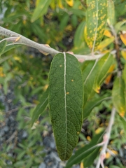 Salix alaxensis