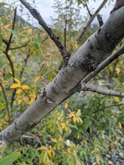 Salix alaxensis