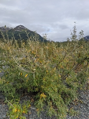 Salix alaxensis