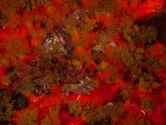 Clinus superciliosus