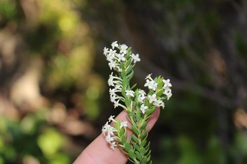 Struthiola pondoensis