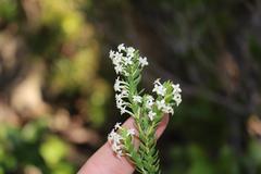 Struthiola pondoensis