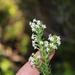 Struthiola pondoensis - Photo (c) Brian du Preez,  זכויות יוצרים חלקיות (CC BY-SA), הועלה על ידי Brian du Preez