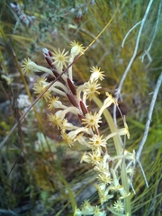 Struthiola fasciata