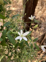Clematis clitorioides