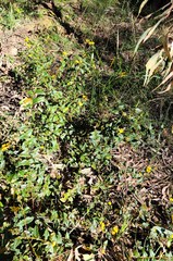 Platylobium reflexum