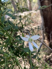 Clematis clitorioides