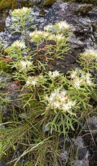 Rhodiola chrysanthemifolia