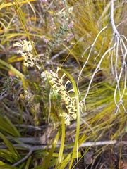 Struthiola fasciata