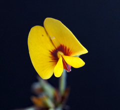 Platylobium reflexum