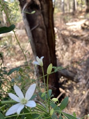 Clematis clitorioides