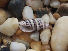 Maculotriton serriale