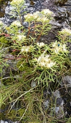 Rhodiola chrysanthemifolia