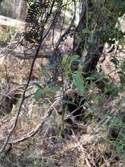 Clematis clitorioides