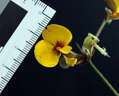 Platylobium reflexum