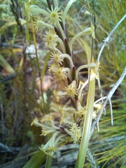 Struthiola fasciata