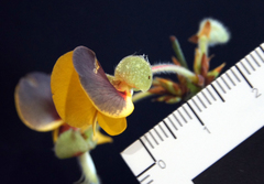 Platylobium reflexum