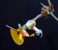 Platylobium reflexum