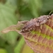 Agrypnus costicollis - Photo (c) Rajendra Koranga, some rights reserved (CC BY-NC), uploaded by Rajendra Koranga