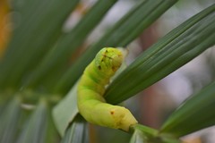 Eupanacra elegantulus