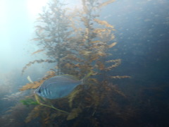 Lowfin photo 4